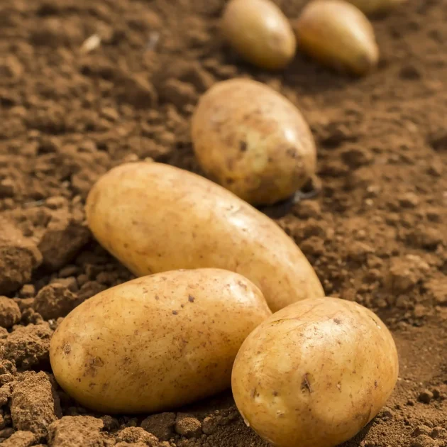 čerstvě sklizené brambory ležící na hlíně